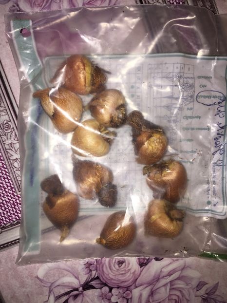  - Achizitii FLORI 2018