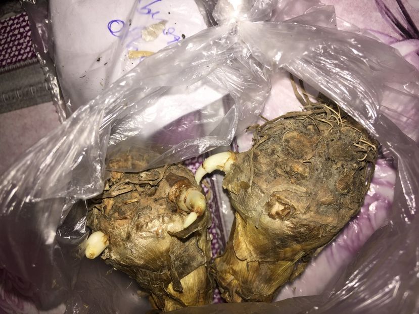  - Achizitii FLORI 2018