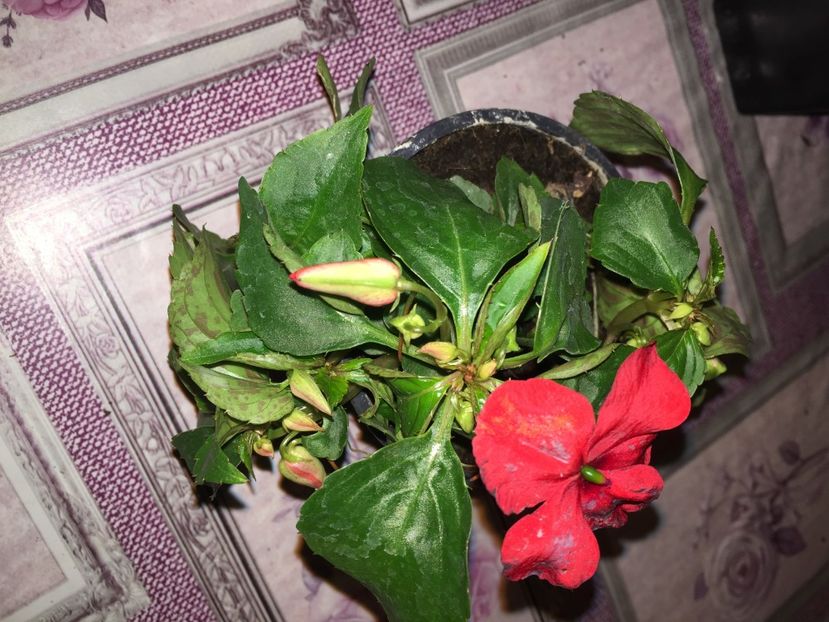  - Achizitii FLORI 2018