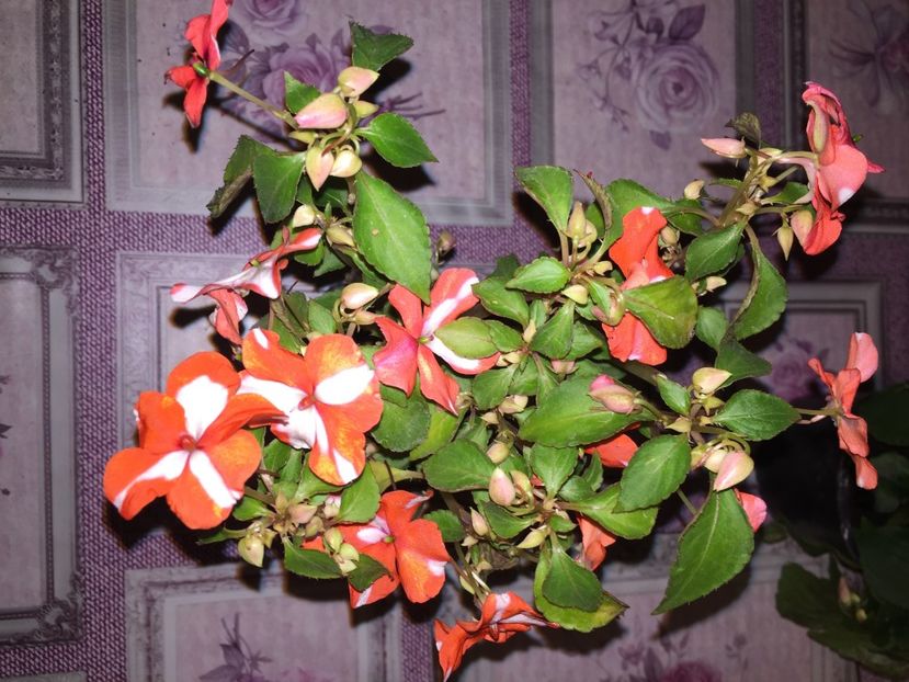  - Achizitii FLORI 2018