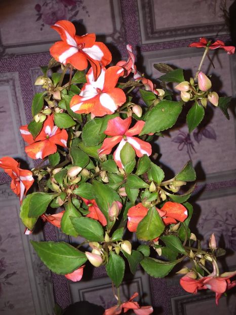  - Achizitii FLORI 2018