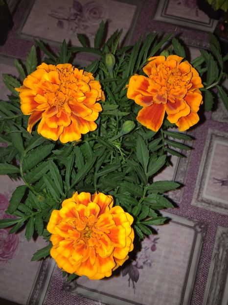  - Achizitii FLORI 2018