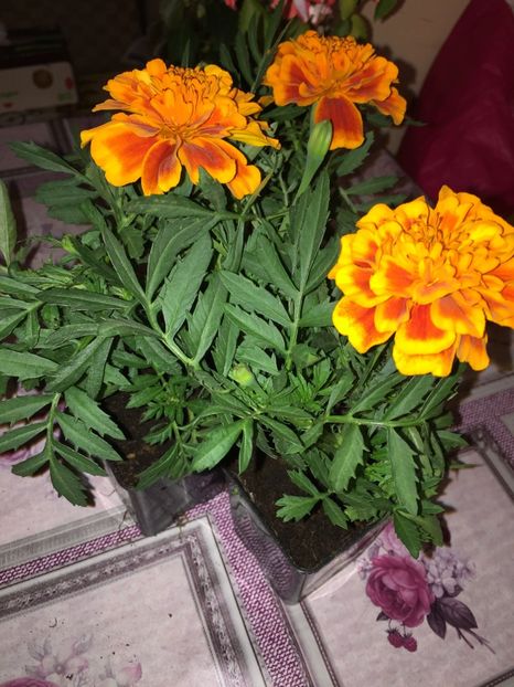  - Achizitii FLORI 2018