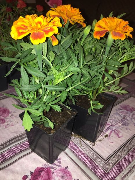  - Achizitii FLORI 2018