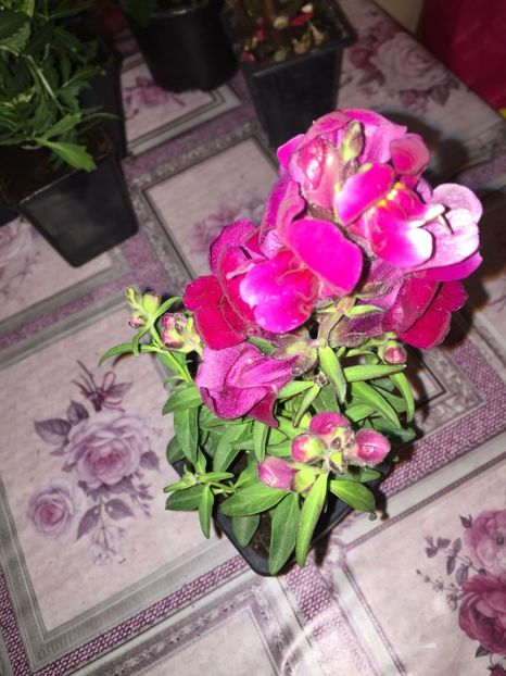  - Achizitii FLORI 2018