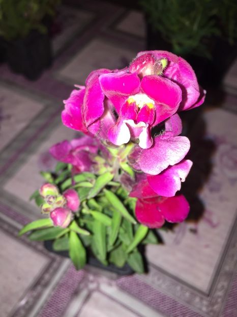  - Achizitii FLORI 2018