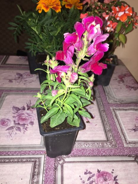  - Achizitii FLORI 2018