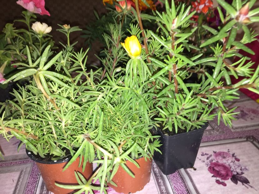  - Achizitii FLORI 2018