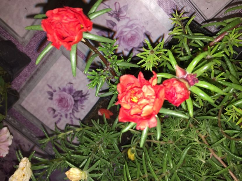  - Achizitii FLORI 2018