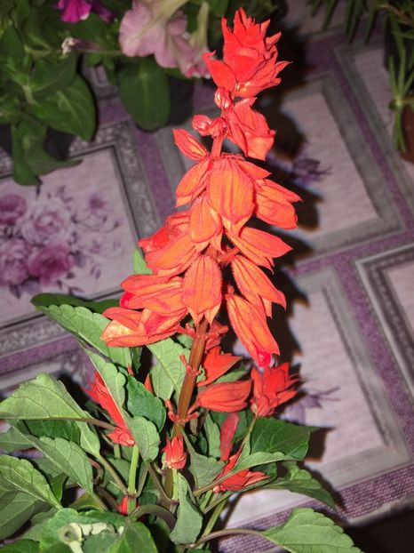  - Achizitii FLORI 2018