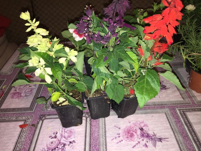  - Achizitii FLORI 2018