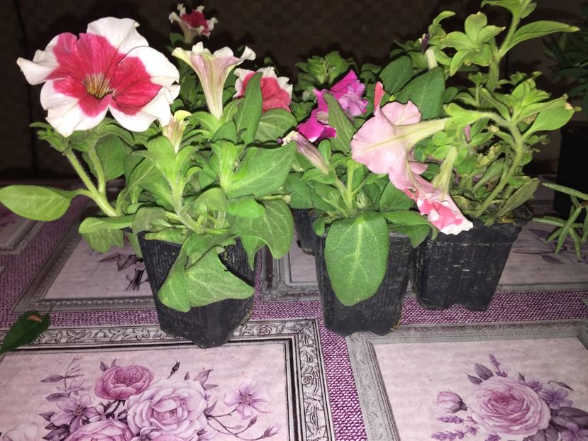  - Achizitii FLORI 2018