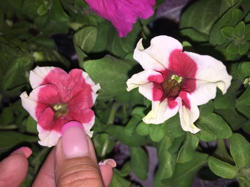  - Achizitii FLORI 2018