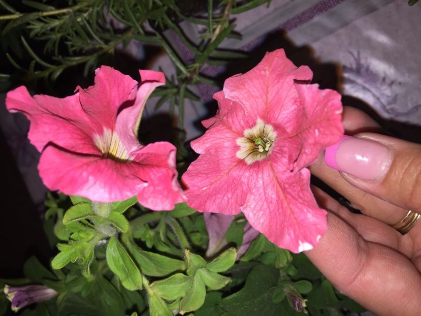  - Achizitii FLORI 2018