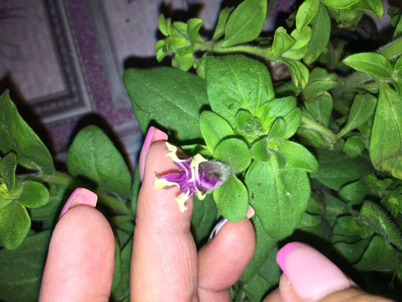  - Achizitii FLORI 2018