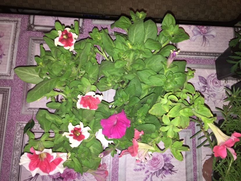  - Achizitii FLORI 2018