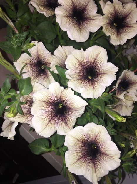  - Achizitii FLORI 2018