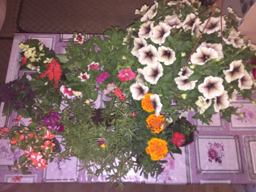  - Achizitii FLORI 2018