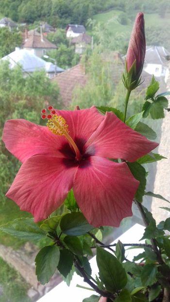  - Hibiscus Cairo Apricot