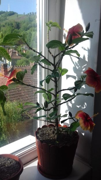  - Hibiscus Oberon