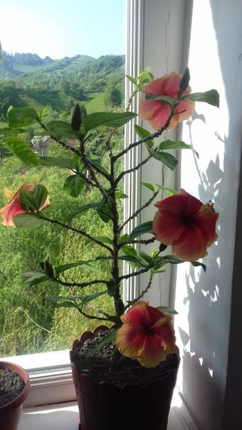  - Hibiscus Oberon