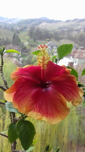  - Hibiscus Oberon