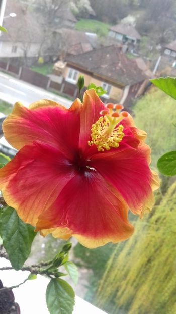  - Hibiscus Oberon