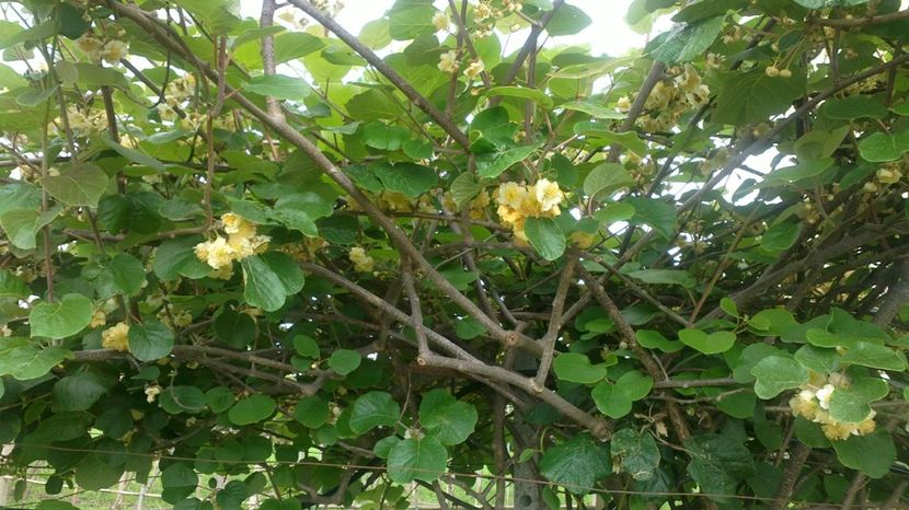 2018-05-10-8804 - Mai 2018 olimpiaki ackty Elada