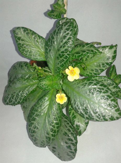 received_656302018034824 - FLORI 2018
