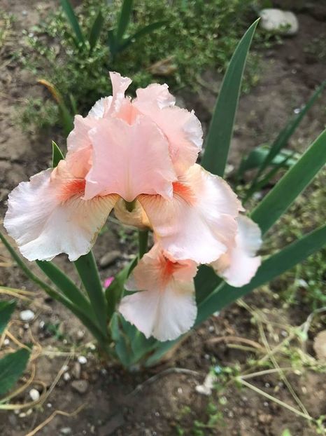 Magic Bubble - Irisi pitici 2018