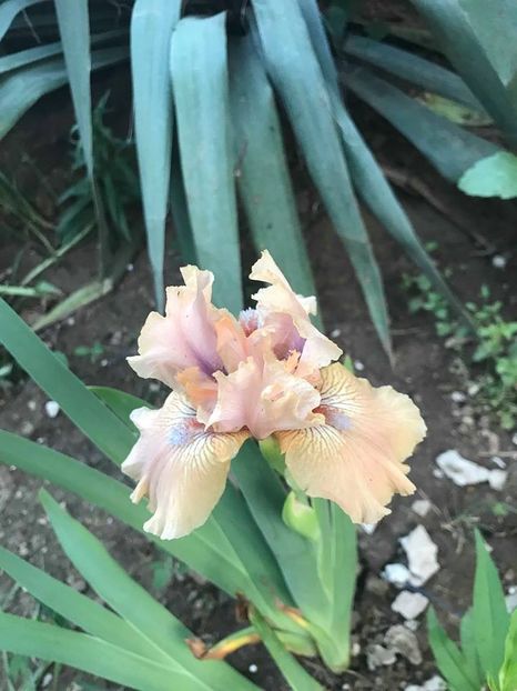 Country Dance - Irisi pitici 2018