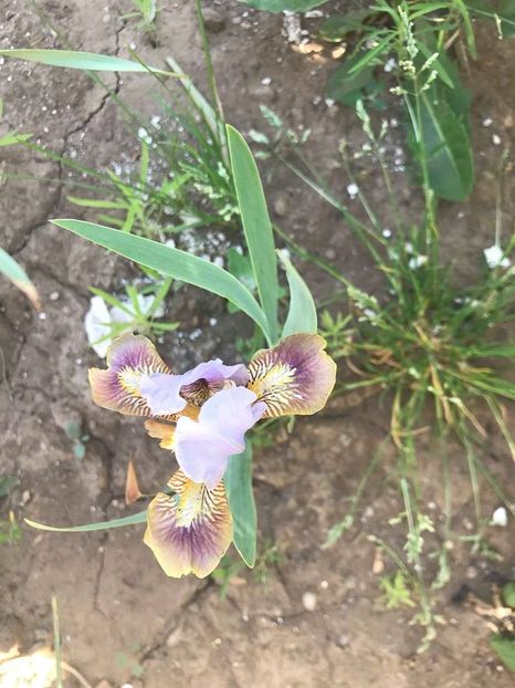 Cisza Przed Burza - Irisi pitici 2018