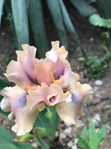 Country Dance - Irisi pitici 2018