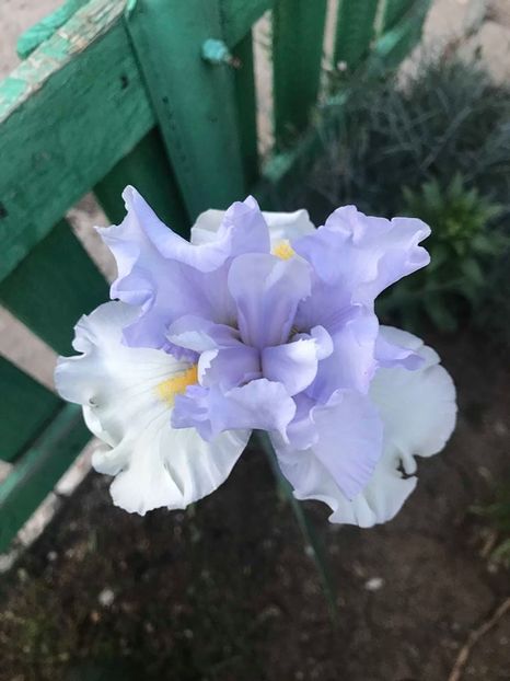 Spring Shower - Irisi inalti 2018