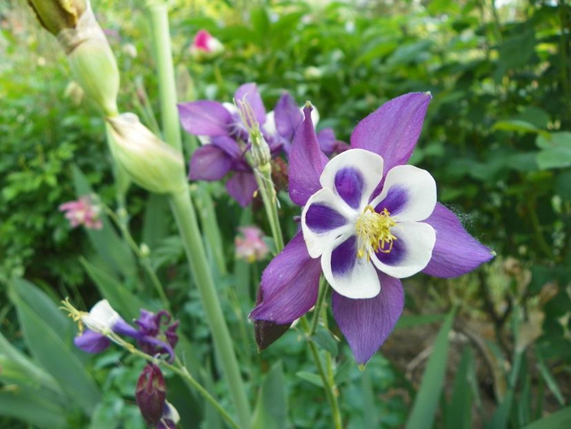 8 mai (134) - Aquilegia 2018