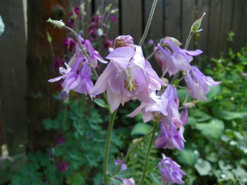 8 mai (157) - Aquilegia 2018