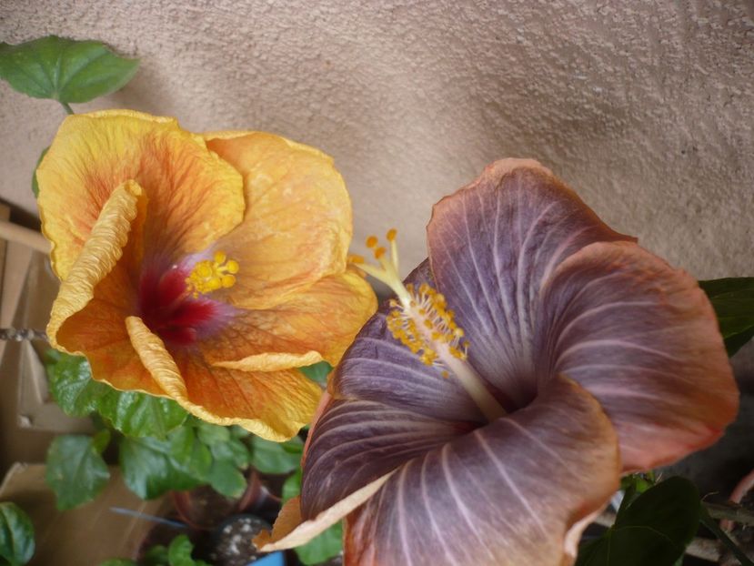 P1360922 - Rk Magical Evening