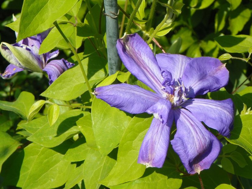 8 mai (13) - Clematite 2018