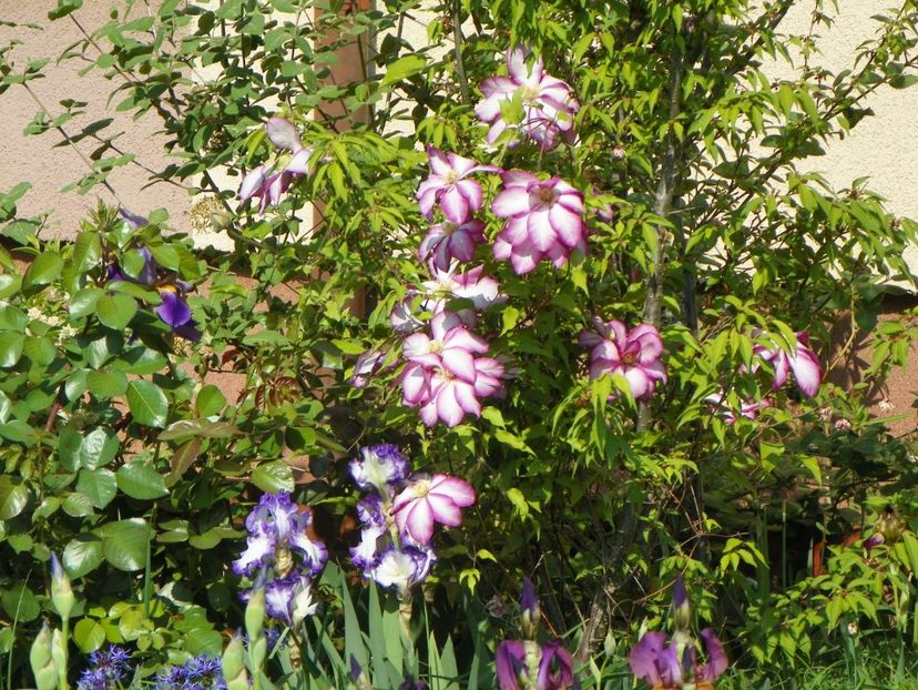 8 mai (35) - Clematite 2018