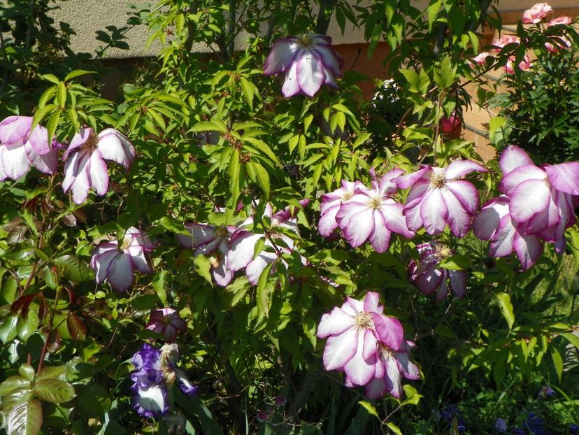 8 mai (83) - Clematite 2018