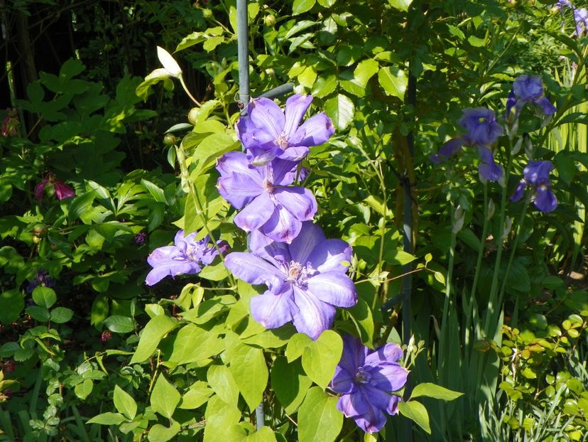 8 mai (98) - Clematite 2018