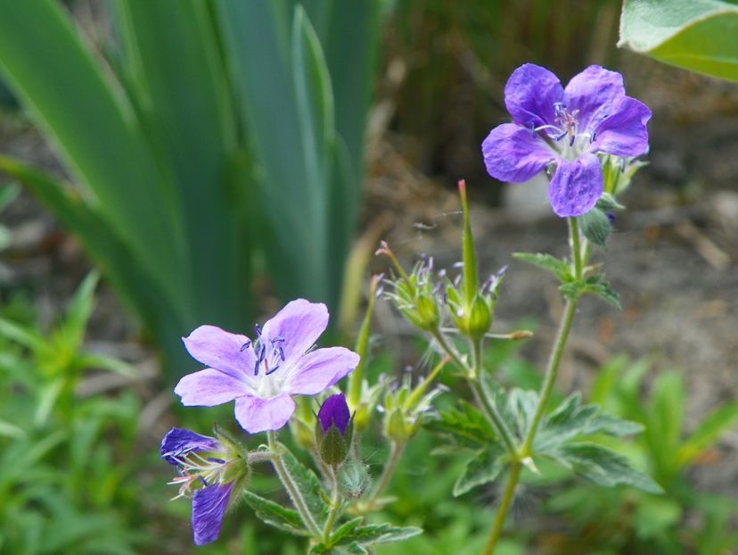 8 mai (63) - Geranium 2018