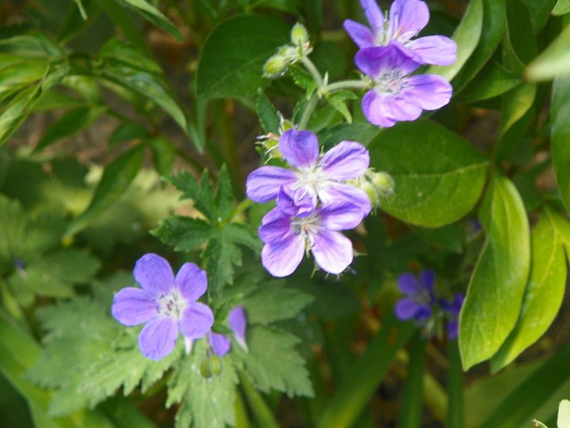 8 mai (64) - Geranium 2018