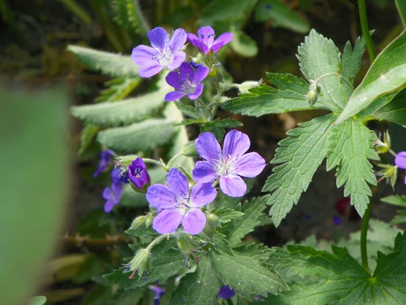 8 mai (65) - Geranium 2018