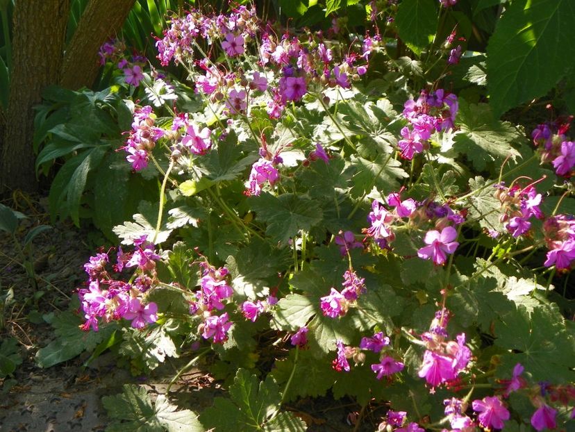 8 mai (103) - Geranium 2018