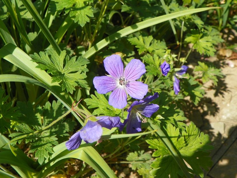 8 mai (110) - Geranium 2018