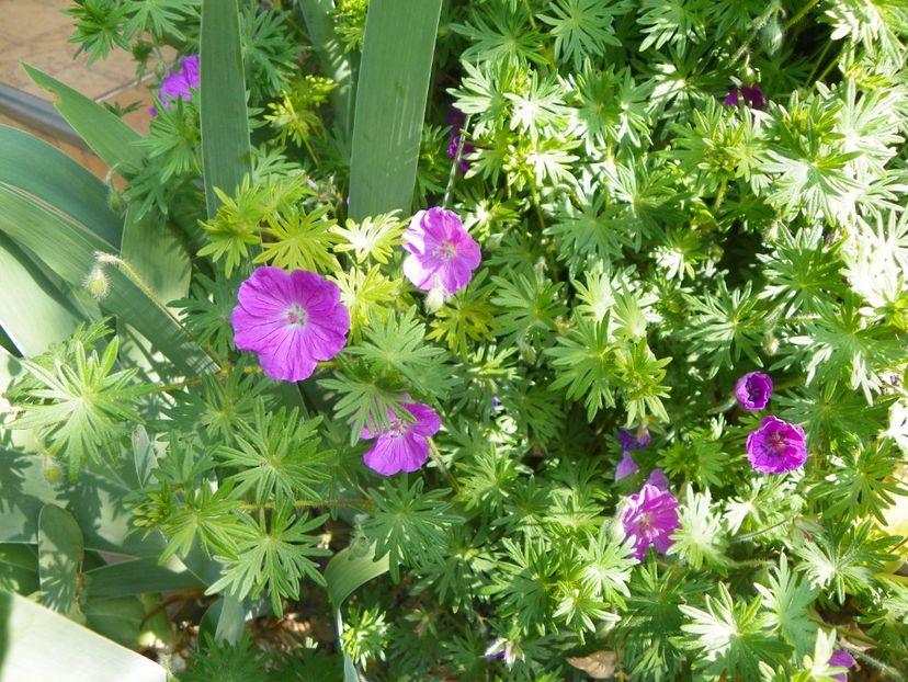 8 mai (115) - Geranium 2018
