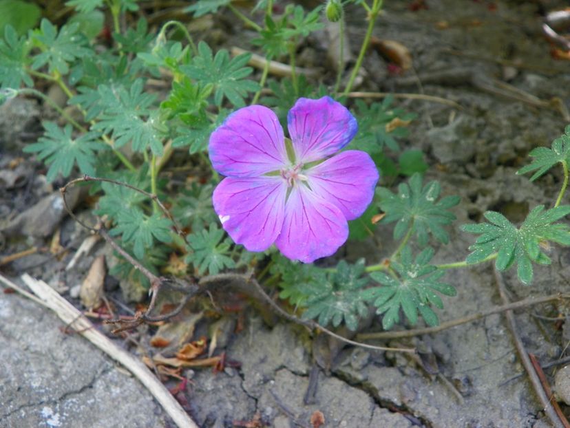 8 mai (118) - Geranium 2018
