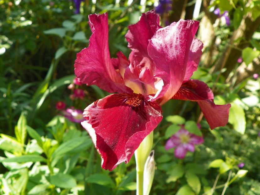 8 mai (5) - Irisi 2018