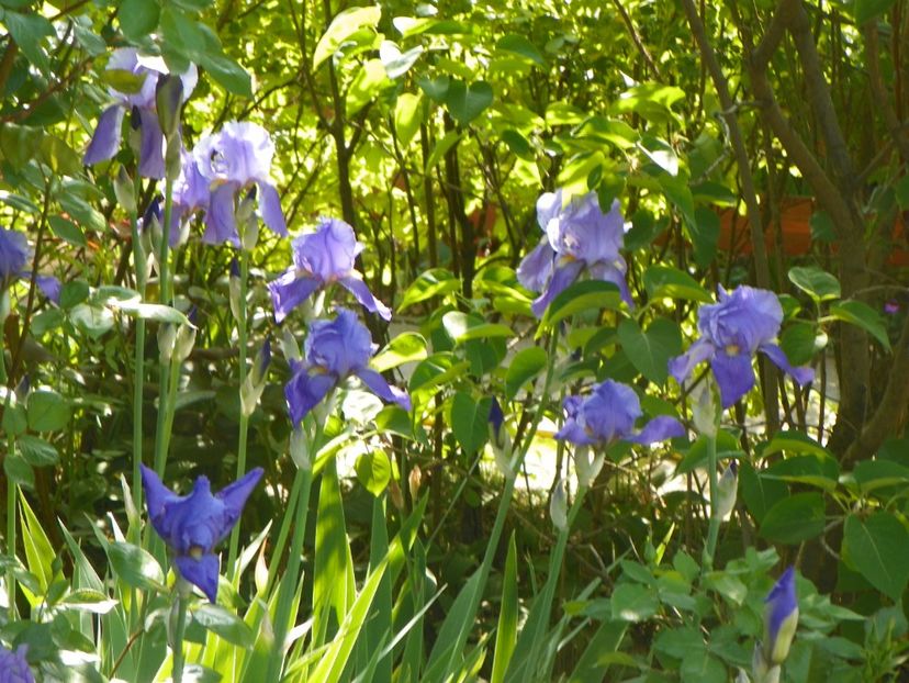 8 mai (10) - Irisi 2018